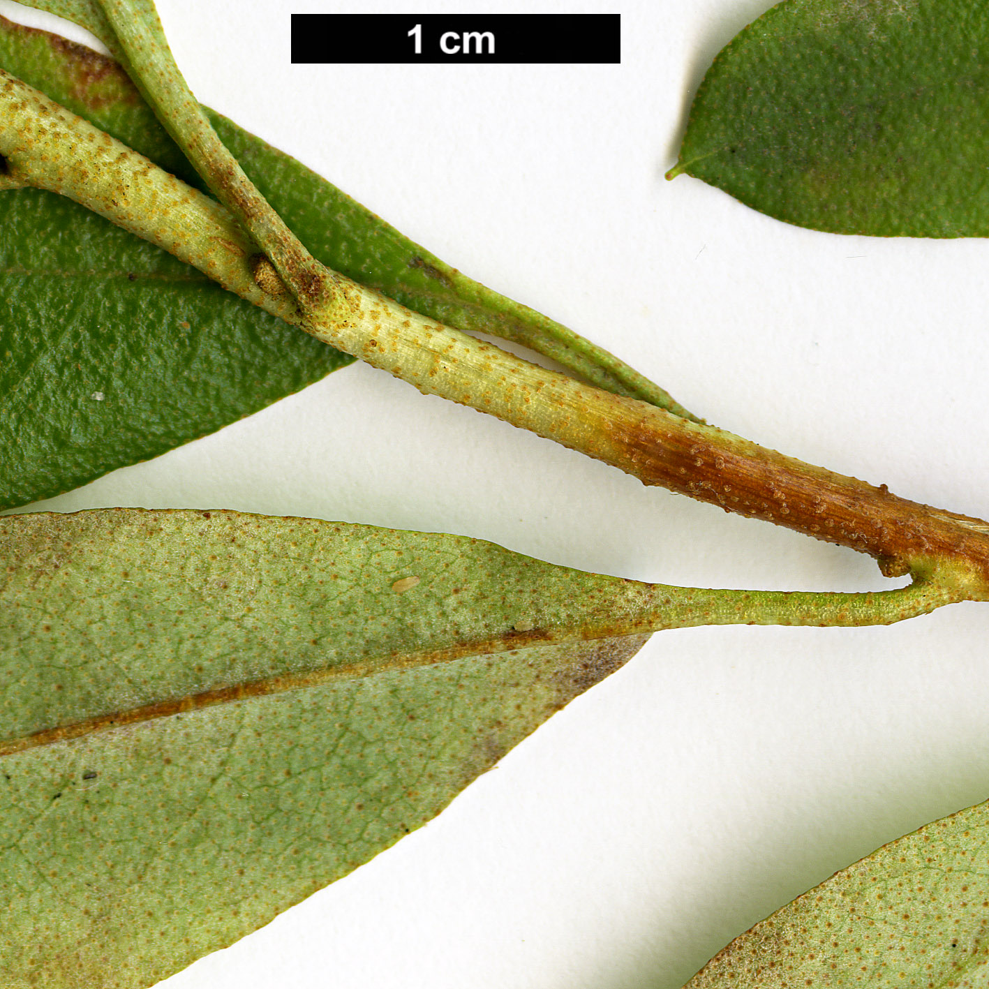 High resolution image: Family: Ericaceae - Genus: Rhododendron - Taxon: baileyi